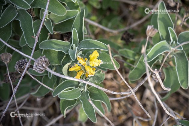 Flora e vegetazione del Salento: Il Salvione giallo - Corriere Salentino