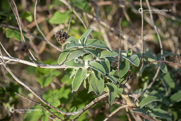 Flora e vegetazione del Salento: Il Salvione giallo - Corriere Salentino