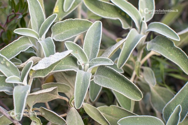 Flora e vegetazione del Salento: Il Salvione giallo - Corriere Salentino