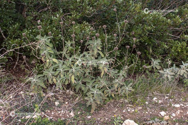 Flora e vegetazione del Salento: Il Salvione giallo - Corriere Salentino