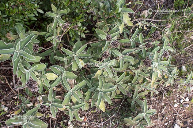 Flora e vegetazione del Salento: Il Salvione giallo - Corriere Salentino
