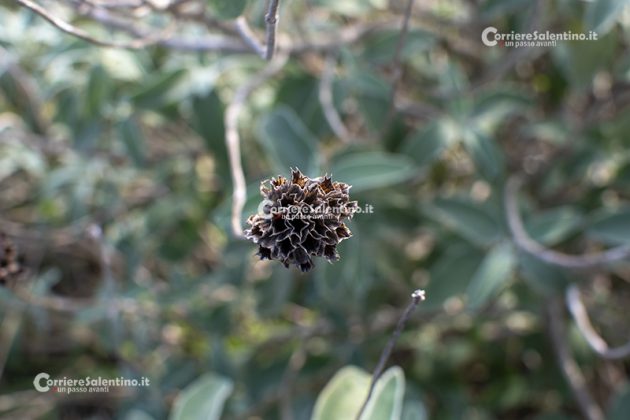 Flora e vegetazione del Salento: Il Salvione giallo - Corriere Salentino