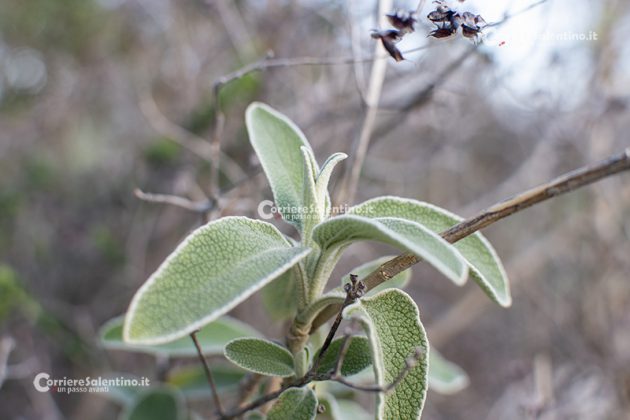 Flora e vegetazione del Salento: Il Salvione giallo - Corriere Salentino