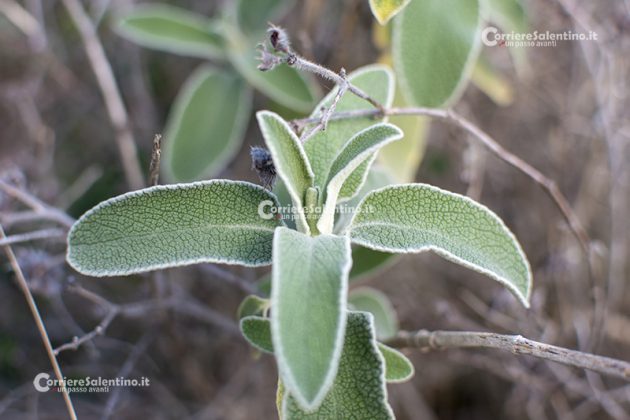 Flora e vegetazione del Salento: Il Salvione giallo - Corriere Salentino