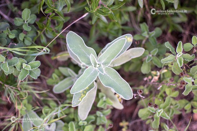 Flora e vegetazione del Salento: Il Salvione giallo - Corriere Salentino