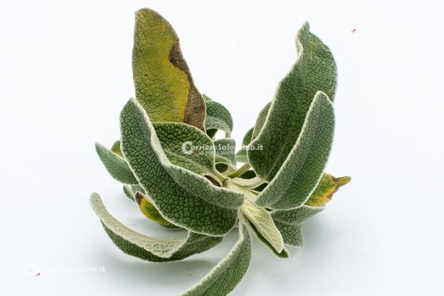 Flora e vegetazione del Salento: Il Salvione giallo - Corriere Salentino