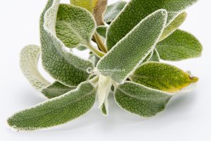 Flora e vegetazione del Salento: Il Salvione giallo - Corriere Salentino