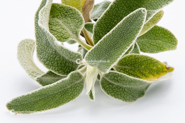 Flora e vegetazione del Salento: Il Salvione giallo - Corriere Salentino