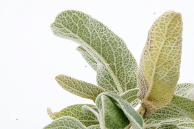 Flora e vegetazione del Salento: Il Salvione giallo - Corriere Salentino