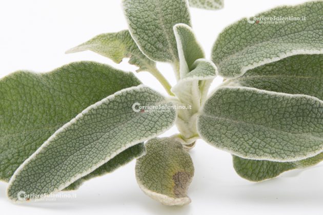 Flora e vegetazione del Salento: Il Salvione giallo - Corriere Salentino