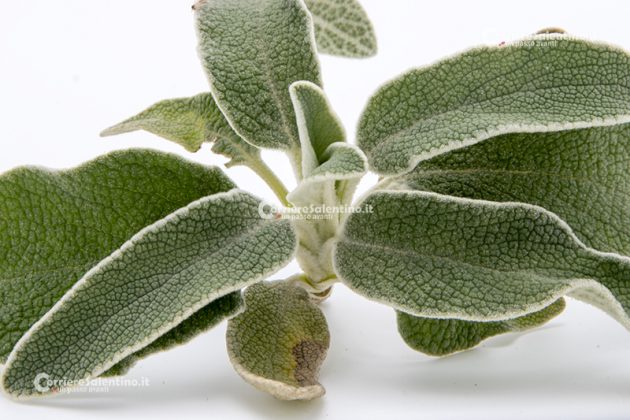 Flora e vegetazione del Salento: Il Salvione giallo - Corriere Salentino