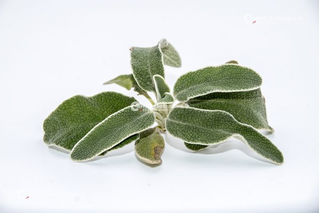 Flora e vegetazione del Salento: Il Salvione giallo - Corriere Salentino