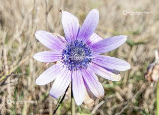 Flora e vegetazione del Salento: Anemone stellata
