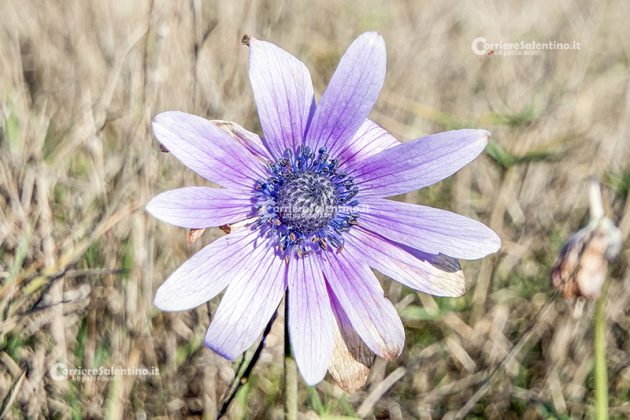 Flora e vegetazione del Salento: Anemone stellata - Corriere Salentino