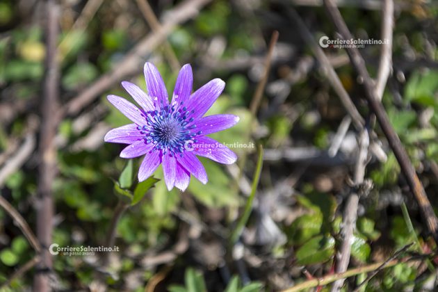 Flora e vegetazione del Salento: Anemone stellata - Corriere Salentino