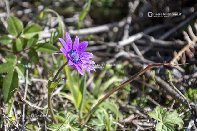 Flora e vegetazione del Salento: Anemone stellata - Corriere Salentino