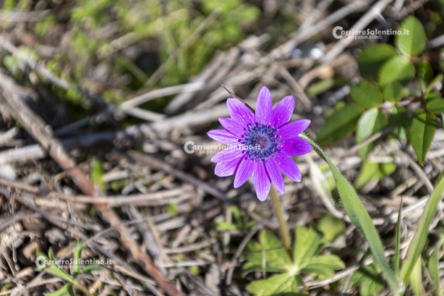 Flora e vegetazione del Salento: Anemone stellata - Corriere Salentino