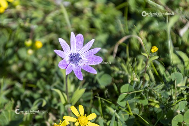 Flora e vegetazione del Salento: Anemone stellata - Corriere Salentino