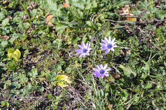 Flora e vegetazione del Salento: Anemone stellata - Corriere Salentino
