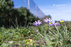 Flora e vegetazione del Salento: Anemone stellata - Corriere Salentino