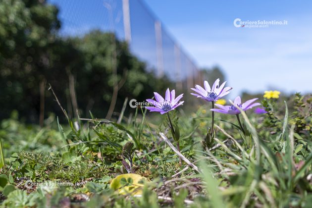 Flora e vegetazione del Salento: Anemone stellata - Corriere Salentino