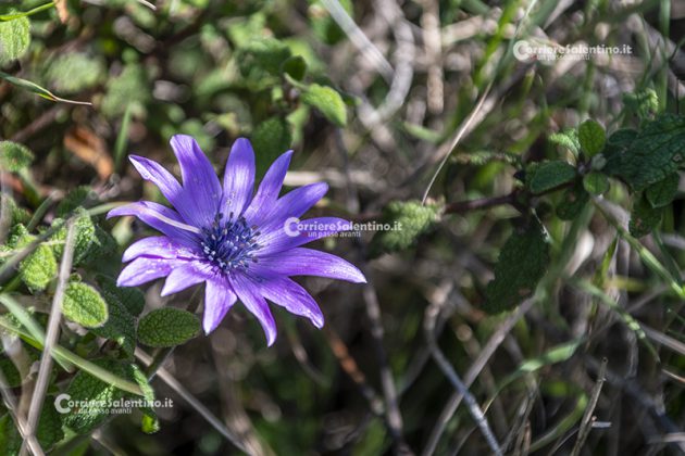 Flora e vegetazione del Salento: Anemone stellata - Corriere Salentino