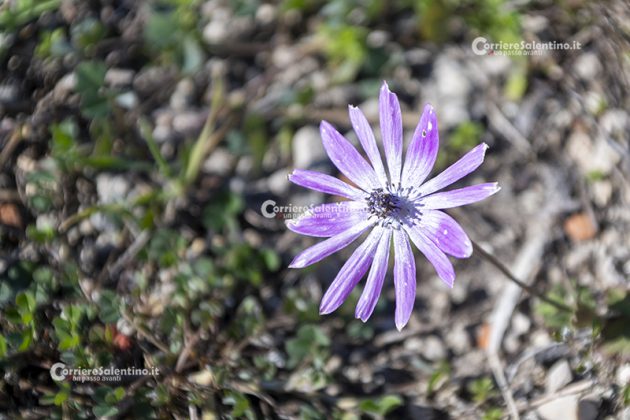 Flora e vegetazione del Salento: Anemone stellata - Corriere Salentino