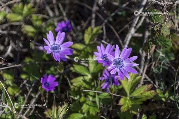 Flora e vegetazione del Salento: Anemone stellata - Corriere Salentino