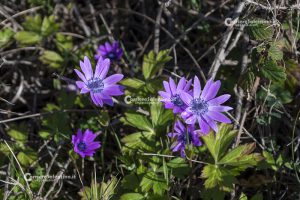Flora e vegetazione del Salento: Anemone stellata - Corriere Salentino