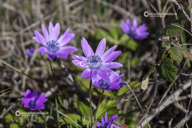 Flora e vegetazione del Salento: Anemone stellata - Corriere Salentino