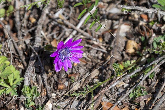 Flora e vegetazione del Salento: Anemone stellata - Corriere Salentino