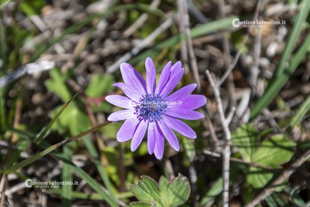 Flora e vegetazione del Salento: Anemone stellata - Corriere Salentino