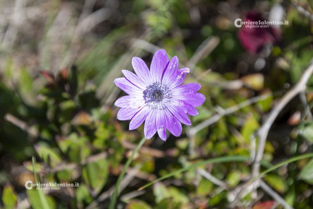 Flora e vegetazione del Salento: Anemone stellata - Corriere Salentino