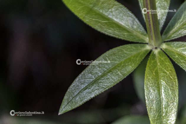 Flora e vegetazione del Salento: Robbia selvatica - Corriere Salentino