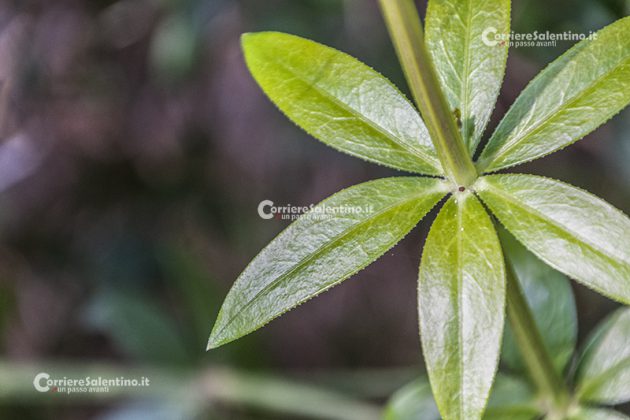 Flora e vegetazione del Salento: Robbia selvatica - Corriere Salentino
