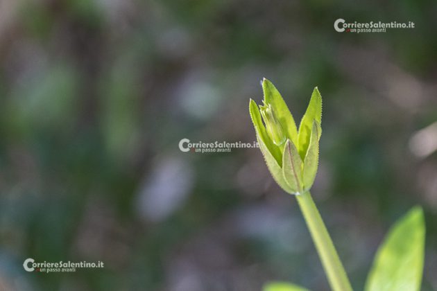 Flora e vegetazione del Salento: Robbia selvatica - Corriere Salentino