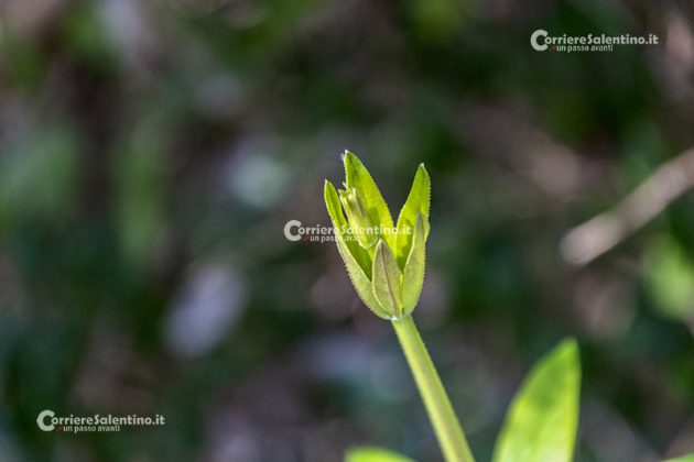 Flora e vegetazione del Salento: Robbia selvatica - Corriere Salentino