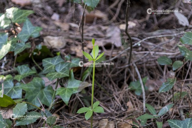 Flora e vegetazione del Salento: Robbia selvatica - Corriere Salentino