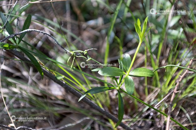Flora e vegetazione del Salento: Robbia selvatica - Corriere Salentino