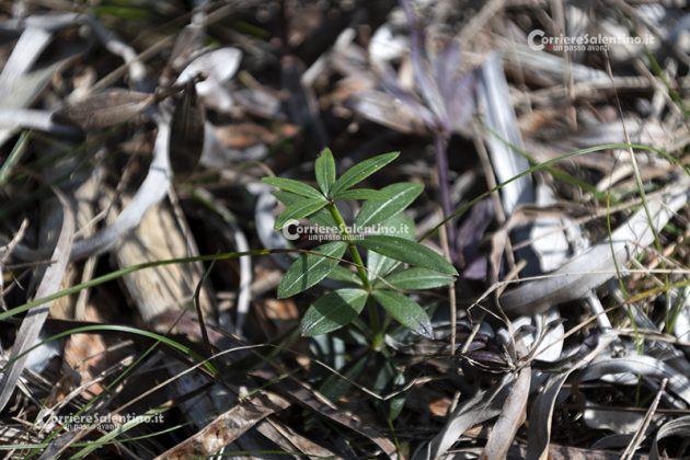 Flora e vegetazione del Salento: Robbia selvatica - Corriere Salentino
