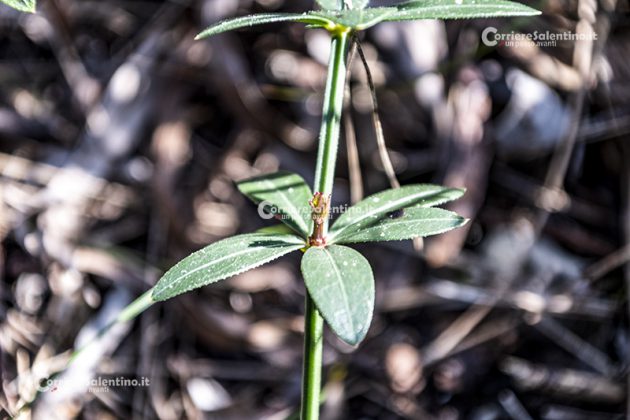 Flora e vegetazione del Salento: Robbia selvatica - Corriere Salentino