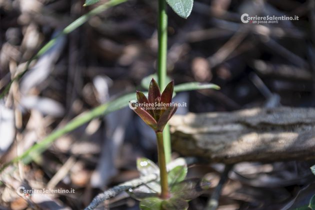 Flora e vegetazione del Salento: Robbia selvatica - Corriere Salentino