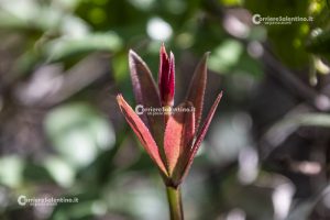 Flora e vegetazione del Salento: Robbia selvatica - Corriere Salentino