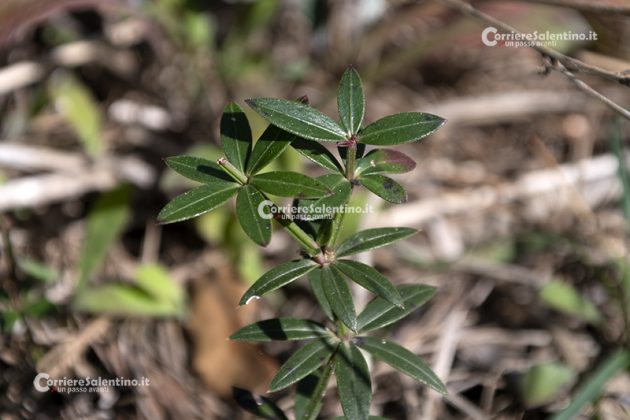 Flora e vegetazione del Salento: Robbia selvatica - Corriere Salentino