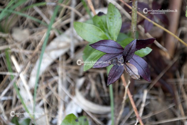 Flora e vegetazione del Salento: Robbia selvatica - Corriere Salentino