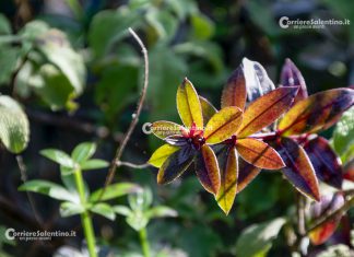 Flora e vegetazione del Salento: Robbia selvatica
