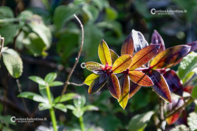 Flora e vegetazione del Salento: Robbia selvatica - Corriere Salentino