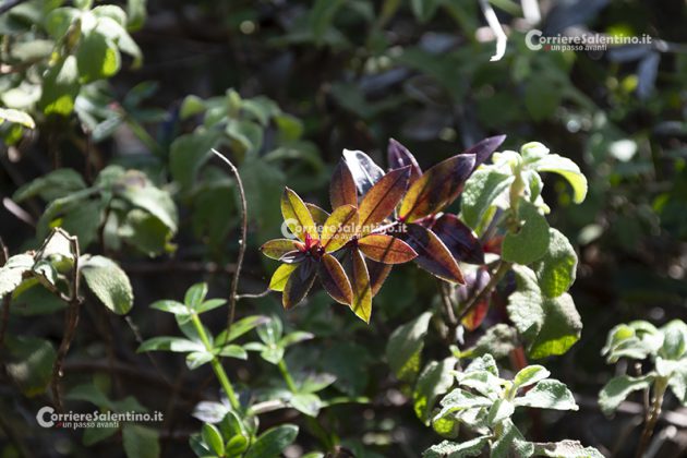 Flora e vegetazione del Salento: Robbia selvatica - Corriere Salentino