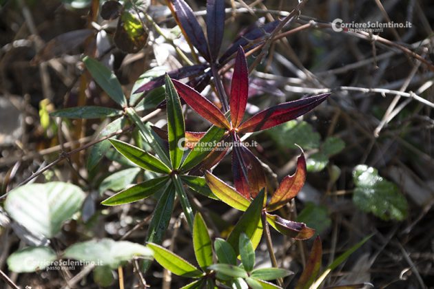 Flora e vegetazione del Salento: Robbia selvatica - Corriere Salentino