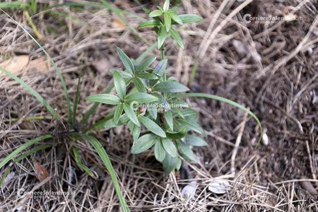 Flora e vegetazione del Salento: Robbia selvatica - Corriere Salentino
